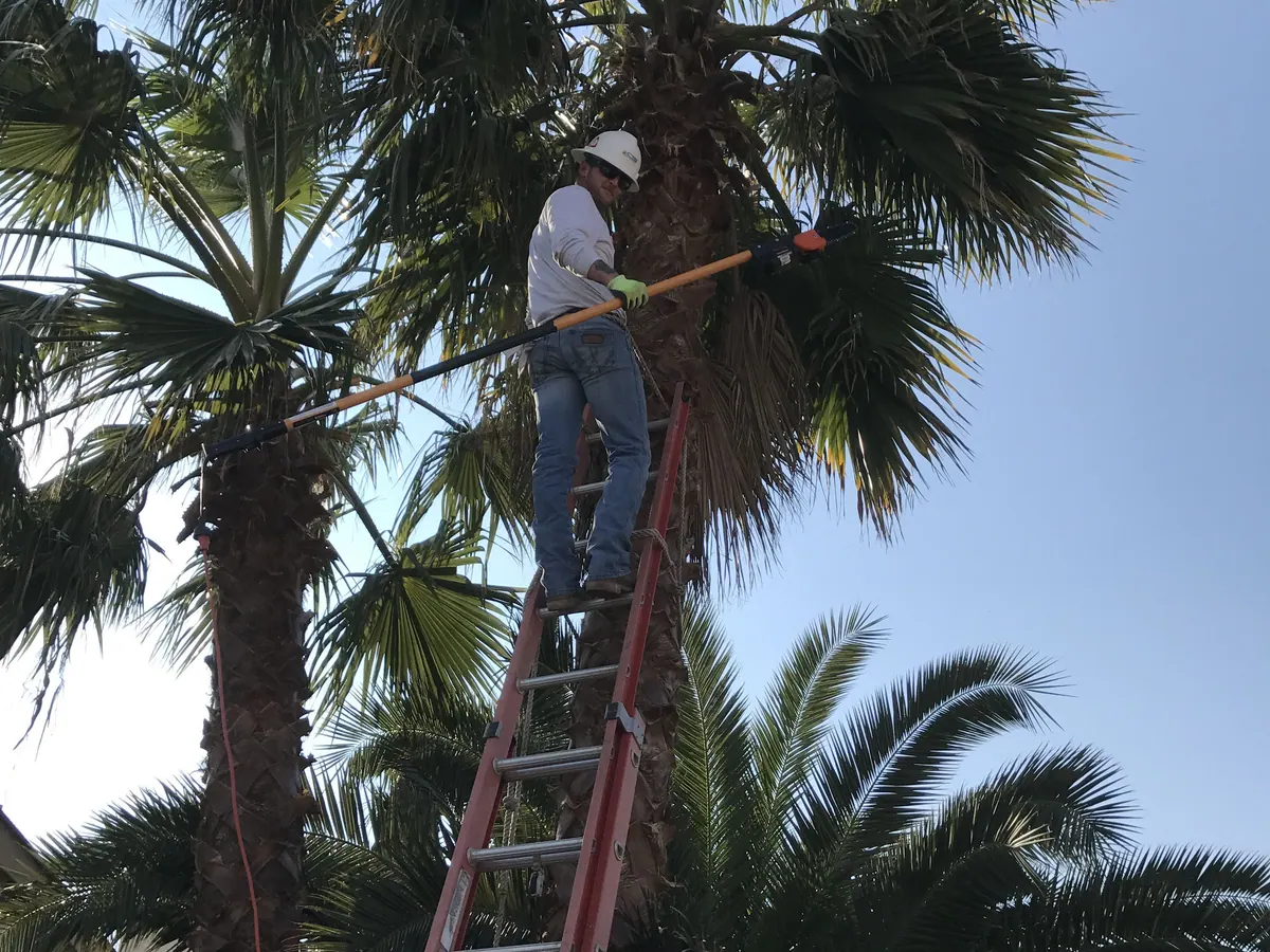 ACH crew member working from a ladder to remove palm fronds